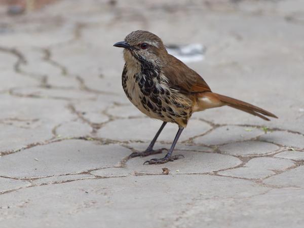 <h3><a href="/trips/tanzania/biota/animalia/chordata/aves/040 passeriformes/108 muscicapidae/cichladusa guttata/cichladusa guttata-nl.html">Cichladusa&nbsp;guttata</a> / Spotted&nbsp;palm&nbsp;thrush / Gevlekte&nbsp;palmlijster</h3>OM-1 Mark II met OLYMPUS M.150-400mm F4.5, 1/2000 sec  bij F4.5, ISO 5000, afstand 6.56&nbsp;m